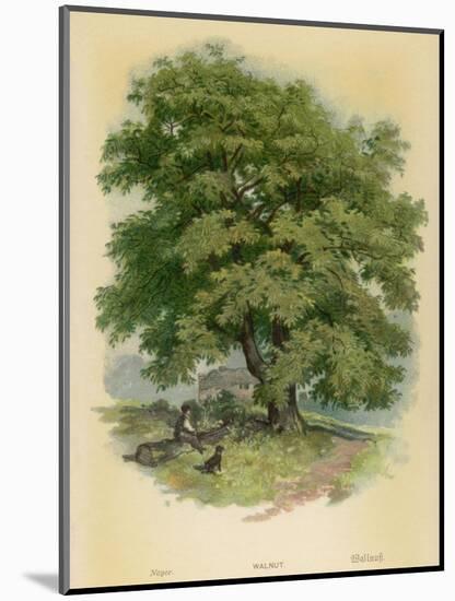 Walnut Tree-null-Mounted Photographic Print