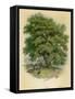 Walnut Tree-null-Framed Stretched Canvas