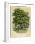 Walnut Tree-null-Framed Photographic Print