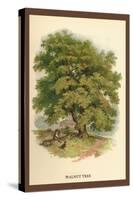 Walnut Tree-W.h.j. Boot-Stretched Canvas