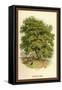Walnut Tree-W.h.j. Boot-Framed Stretched Canvas