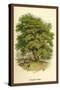 Walnut Tree-W.h.j. Boot-Stretched Canvas