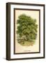 Walnut Tree-W.h.j. Boot-Framed Art Print