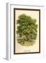 Walnut Tree-W.h.j. Boot-Framed Art Print