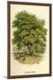 Walnut Tree-W.h.j. Boot-Mounted Art Print