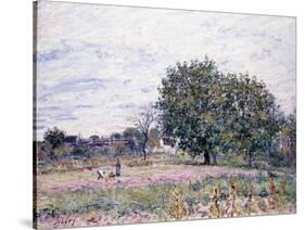 Walnut Trees, Effect of the Setting Sun - First Day of October, 1882-Alfred Sisley-Stretched Canvas