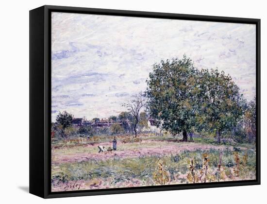 Walnut Trees, Effect of the Setting Sun - First Day of October, 1882-Alfred Sisley-Framed Stretched Canvas