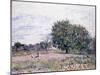 Walnut Trees, Effect of the Setting Sun - First Day of October, 1882-Alfred Sisley-Mounted Giclee Print