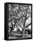 Walnut Trees-null-Framed Stretched Canvas