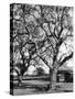 Walnut Trees-null-Stretched Canvas