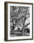 Walnut Trees-null-Framed Photographic Print