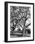 Walnut Trees-null-Framed Photographic Print