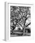 Walnut Trees-null-Framed Photographic Print