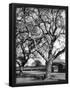 Essential Black