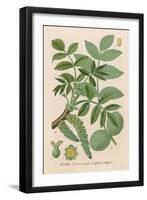 Walnut-null-Framed Art Print