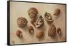 Walnuts and Hazelnuts, 2014-Cristiana Angelini-Framed Stretched Canvas
