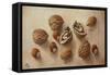 Walnuts and Hazelnuts, 2014-Cristiana Angelini-Framed Stretched Canvas