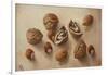 Walnuts and Hazelnuts, 2014-Cristiana Angelini-Framed Giclee Print