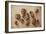 Walnuts and Hazelnuts, 2014-Cristiana Angelini-Framed Giclee Print