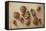 Walnuts and Hazelnuts, 2014-Cristiana Angelini-Framed Stretched Canvas