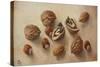 Walnuts and Hazelnuts, 2014-Cristiana Angelini-Stretched Canvas