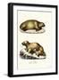 Walrus, 1824-Karl Joseph Brodtmann-Framed Giclee Print