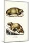 Walrus, 1824-Karl Joseph Brodtmann-Mounted Giclee Print