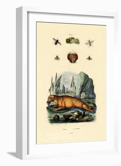 Walrus, 1833-39-null-Framed Giclee Print