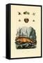 Walrus, 1833-39-null-Framed Stretched Canvas