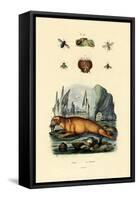 Walrus, 1833-39-null-Framed Stretched Canvas