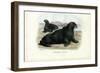 Walrus, 1863-79-Raimundo Petraroja-Framed Giclee Print