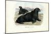 Walrus, 1863-79-Raimundo Petraroja-Mounted Giclee Print