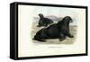 Walrus, 1863-79-Raimundo Petraroja-Framed Stretched Canvas