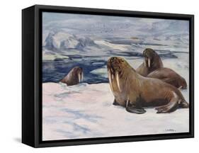 Walrus 1909-Cuthbert Swan-Framed Stretched Canvas