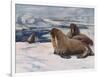 Walrus 1909-Cuthbert Swan-Framed Art Print