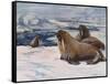 Walrus 1909-Cuthbert Swan-Framed Stretched Canvas