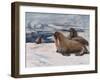 Walrus 1909-Cuthbert Swan-Framed Art Print