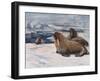 Walrus 1909-Cuthbert Swan-Framed Art Print