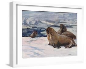 Walrus 1909-Cuthbert Swan-Framed Art Print