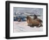 Walrus 1909-Cuthbert Swan-Framed Art Print