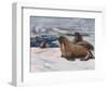 Walrus 1909-Cuthbert Swan-Framed Art Print