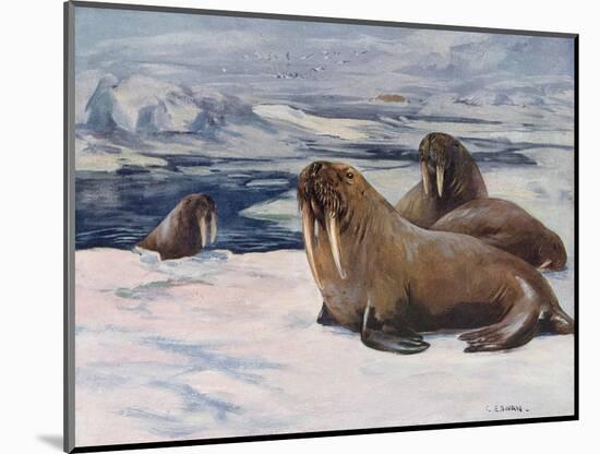 Walrus 1909-Cuthbert Swan-Mounted Art Print