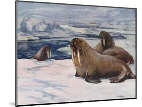 Walrus 1909-Cuthbert Swan-Mounted Art Print