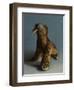 Walrus, 2015,-Peter Jones-Framed Giclee Print