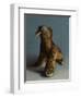 Walrus, 2015,-Peter Jones-Framed Giclee Print