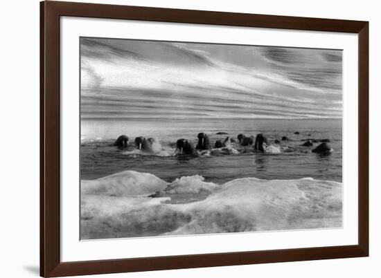 Walrus among the Ice Floes in Bering Sea Alaska Photograph - Alaska-Lantern Press-Framed Art Print