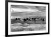 Walrus among the Ice Floes in Bering Sea Alaska Photograph - Alaska-Lantern Press-Framed Art Print