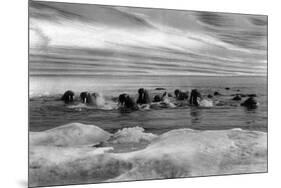 Walrus among the Ice Floes in Bering Sea Alaska Photograph - Alaska-Lantern Press-Mounted Art Print