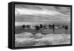 Walrus among the Ice Floes in Bering Sea Alaska Photograph - Alaska-Lantern Press-Framed Stretched Canvas