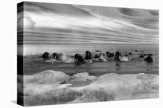 Walrus among the Ice Floes in Bering Sea Alaska Photograph - Alaska-Lantern Press-Stretched Canvas